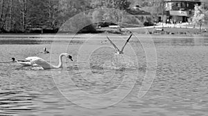 Goose flees from a swan on the water in black and white