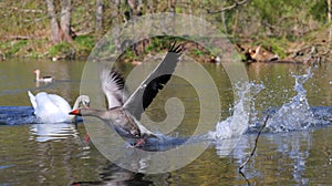 Goose flees on water from swan with neck stretched out