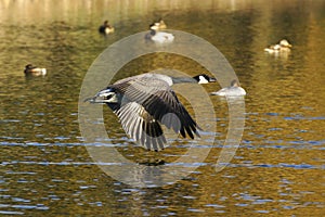 Goose In Flight