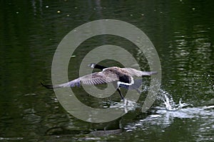 Goose in flight