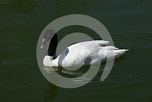 Goose floating in a Lake