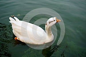 Goose floating on water