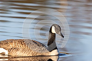 Goose floats serenely on a lake, its reflection perfectly mirrored in the still, unruffled waters