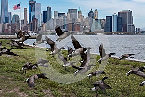 Goose flying over manhattan new york city landscape background