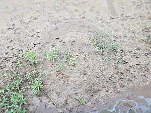 Goose footprints on mud with water and green plants