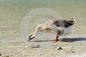 The goose on freshwater lake Kournas. Crete. Greec