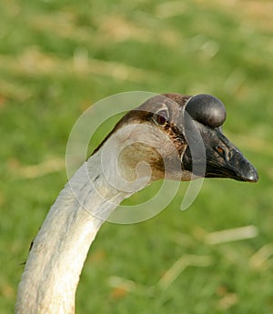 Goose with Funny Beak