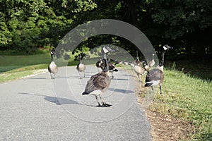 Goose, geese crossing road