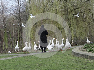 goose-girl dressed in black feeding the wild geese