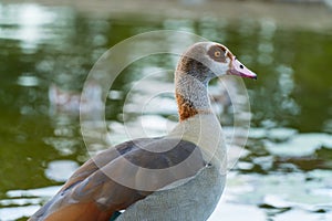 Goose giving pose near the lake.