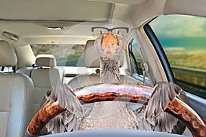 Goose with glasses driving a car