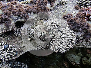 Goose or gooseneck barnacles order Pedunculata at Botanical Beach in low tide, Vancouver Island