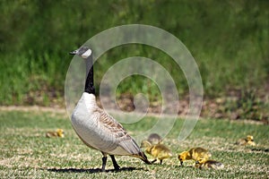 Goose with gosling chicks behind