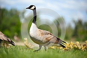 Goose with gosling chicks behind