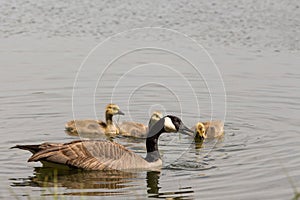 Goose and goslings