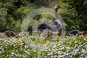 A goose and goslings in a field of flowers next to a pond, on a sunny spring day