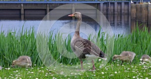 Goose with goslings in the meadow