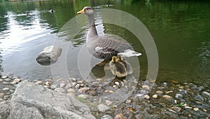 Goose with goslings