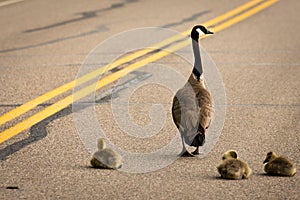 Goose and goslings on the road