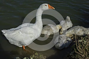 Goose with goslings. White bird in water. Goose on pond. Life of animals on farm