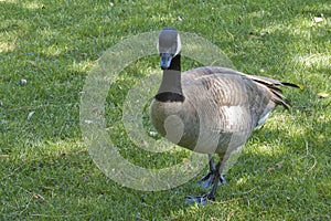 Goose in the Grass