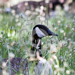 Goose in Grass