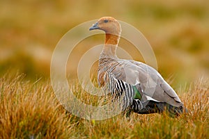 Goose in the grass, Chloephaga hybrida, Kelp goose, is a member of the duck, goose. It can be found in the Southern part of South photo