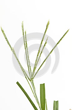 Goose grass, Fore foot grass, Wire grass, Yard grass (Eleusine indica (L.) Gaertn).