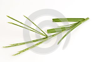 Goose grass, Fore foot grass, Wire grass, Yard grass (Eleusine indica (L.) Gaertn).