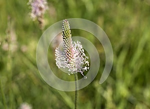 Goose grass. Plantain flower. Wildflowers on blur green background.