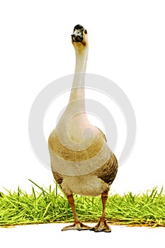 Goose on gress