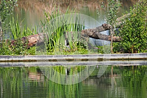 A goose guiding its nest where it hatches its eggs