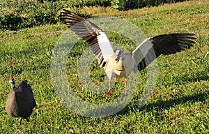 Goose and guineafowl