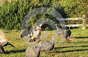 Goose and guineafowls