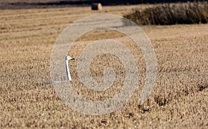 Goose in a harvested field