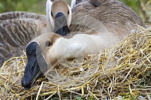 Goose hatch eggs in goose`s nest