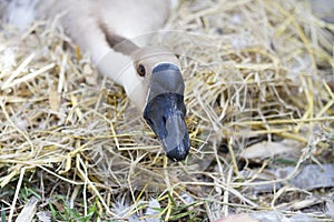 Goose hatch eggs in goose`s nest photo