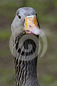 Goose head