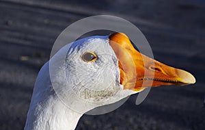 Goose head in close