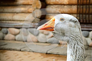 Goose head close-up front. Portrait of a white, gray goose head. Poultry goose, head and beak close-up. White young
