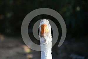Goose head. Goose head close up. grey goose