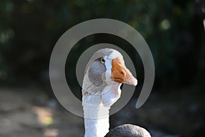Goose head. Goose head close up. grey goose