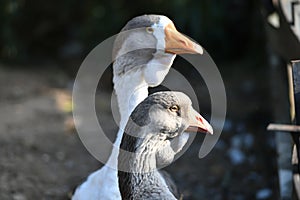 Goose head. Goose head close up. grey goose