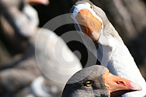 Goose head. Goose head close up. grey goose