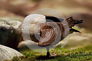 goose hiding under the wing