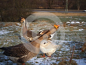 Goose hiss on people in the farm in winter photo