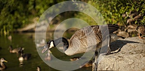 Canadian goose on the lake.