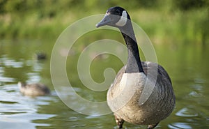 Canadian goose on the lake.