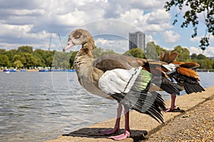 Goose in Hyde Park. London, England