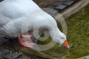 Goose inclining his head